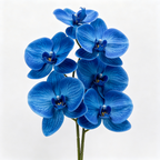 Faux Bright Blue Phalaenopsis Orchid Flower Stem